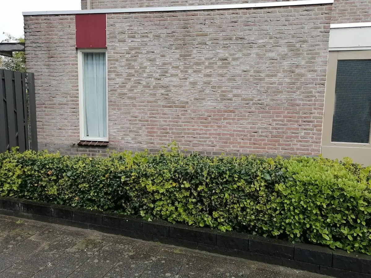Lage bakstenen gevel achter een haag, gereinigd en egaal van kleur
